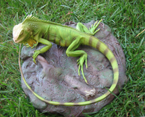 iguana