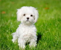 Maltese Terrier